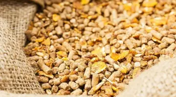 انخفاض الذرة.. أسعار الأعلاف اليوم الثلاثاء 7-4-2026 -جريدة المال